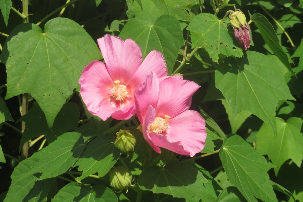 ハギの様子と見ごろの花々（2025.10.7）