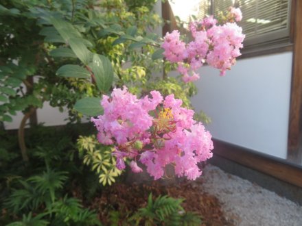 ハギの様子と見ごろの花々（2025.10.7）