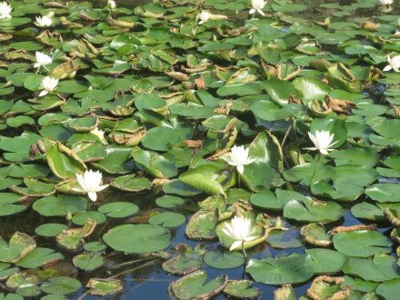 ハギの様子と見ごろの花々（2025.10.7）