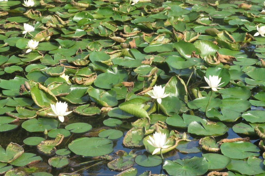ハギの様子と見ごろの花々（2025.10.7）