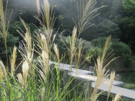ハギの様子と見ごろの花々（2025.10.7）