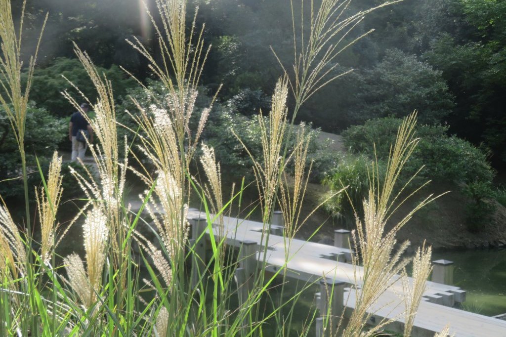 ハギの様子と見ごろの花々（2025.10.7）