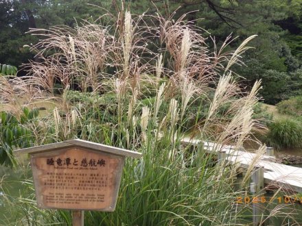 見ごろの花々（2025.10.28）