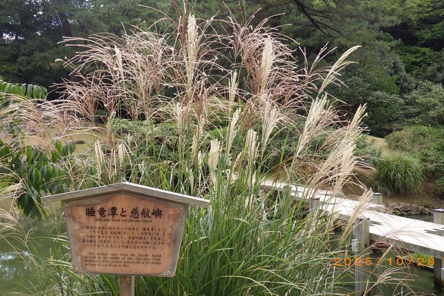 見ごろの花々（2025.10.28）