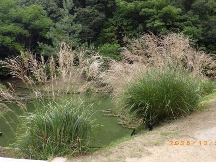 見ごろの花々（2025.10.28）