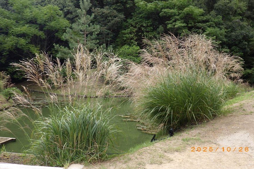 見ごろの花々（2025.10.28）