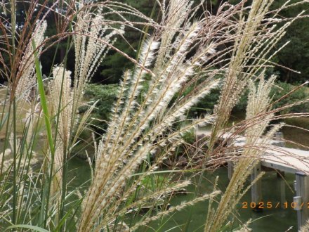 見ごろの花々（2025.10.28）