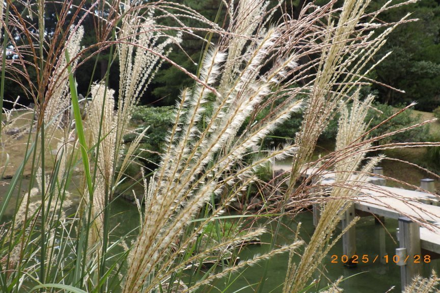 見ごろの花々（2025.10.28）