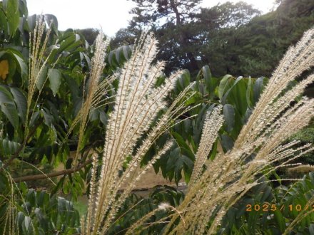 見ごろの花々（2025.10.28）