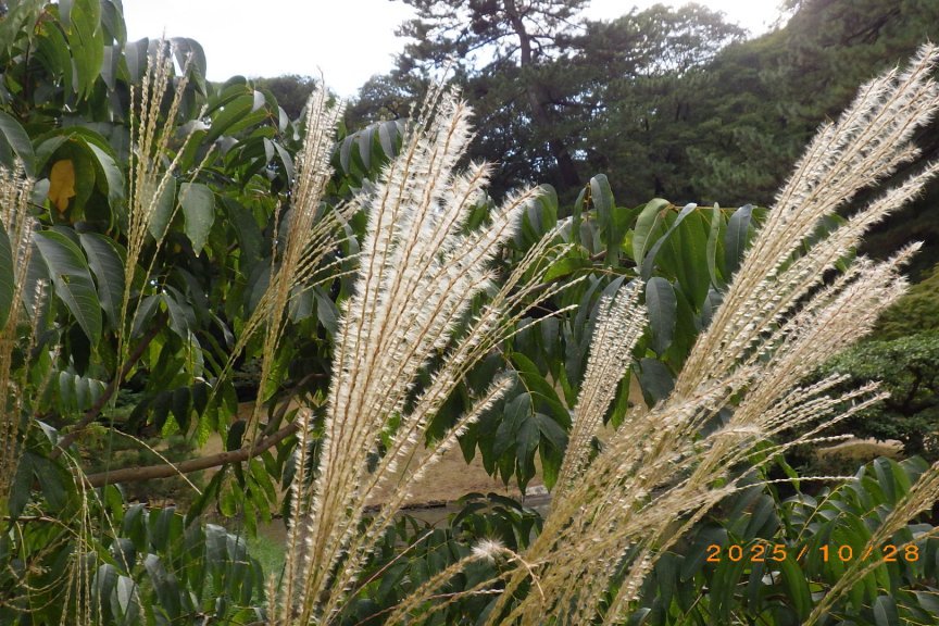 見ごろの花々（2025.10.28）