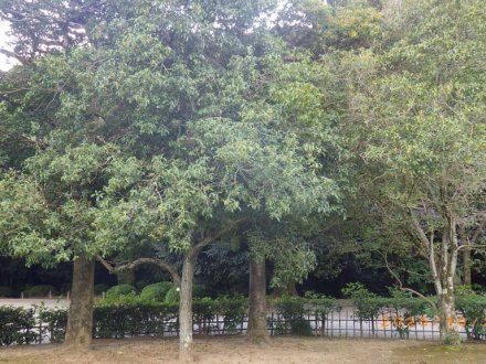 見ごろの花々（2025.10.28）