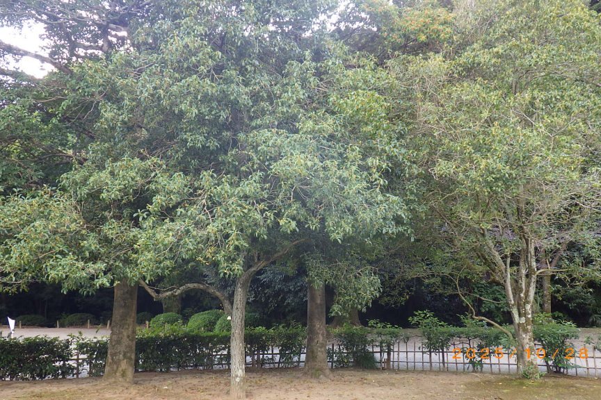 見ごろの花々（2025.10.28）