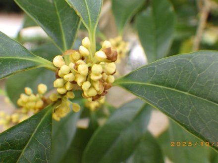 見ごろの花々（2025.10.28）