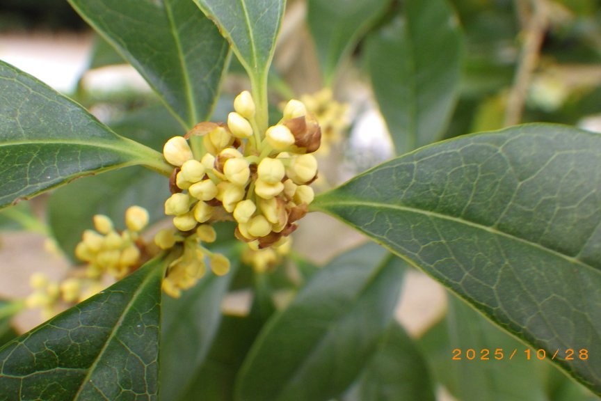 見ごろの花々（2025.10.28）