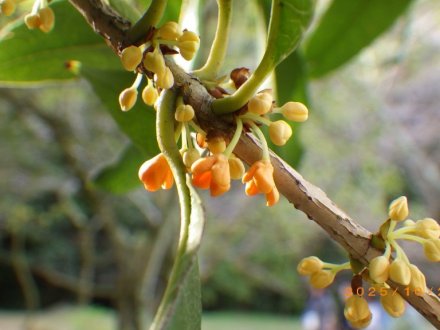 見ごろの花々（2025.10.28）