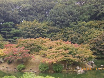 紅葉と見ごろの花々（2025.11.5）