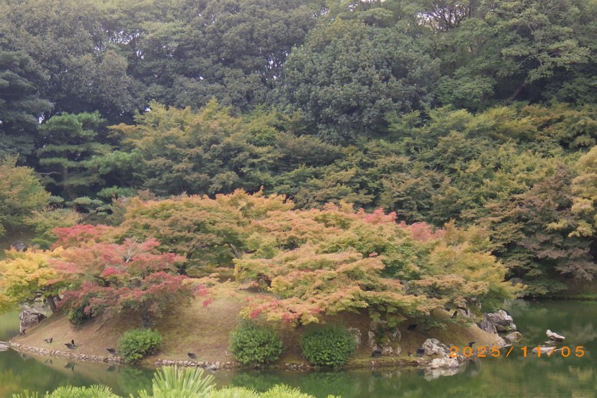 紅葉と見ごろの花々（2025.11.5）