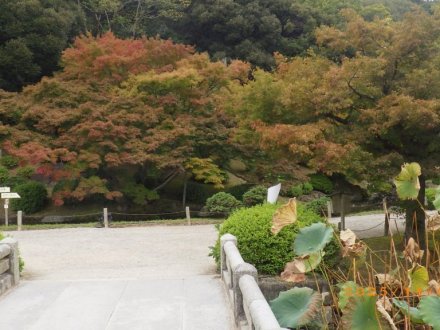 紅葉と見ごろの花々（2025.11.5）