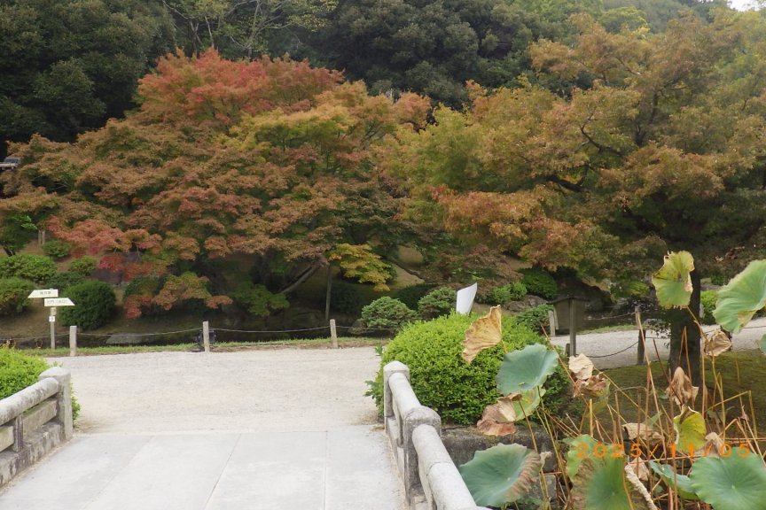 紅葉と見ごろの花々（2025.11.5）