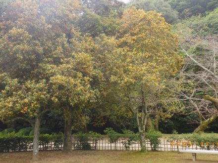 紅葉と見ごろの花々（2025.11.5）