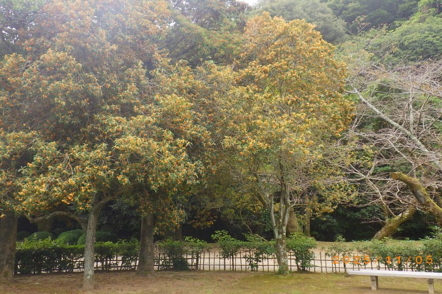 紅葉と見ごろの花々（2025.11.5）