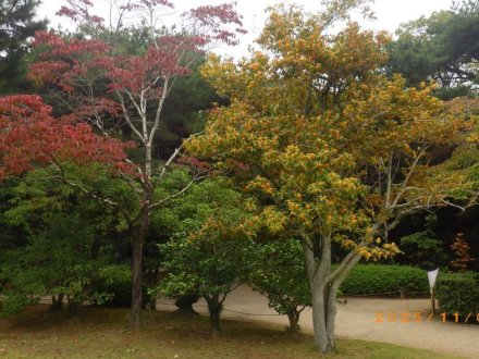 紅葉と見ごろの花々（2025.11.5）