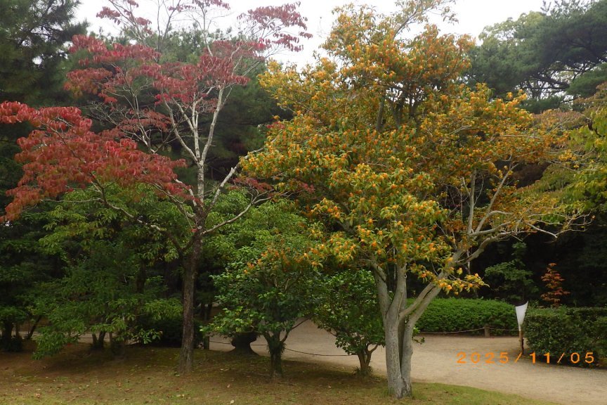 紅葉と見ごろの花々（2025.11.5）