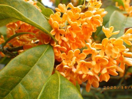 紅葉と見ごろの花々（2025.11.5）