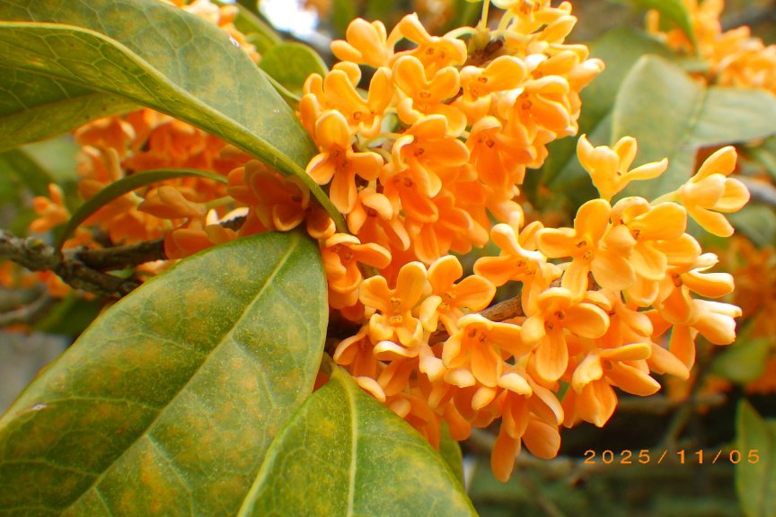 紅葉と見ごろの花々（2025.11.5）