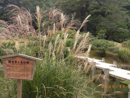 紅葉と見ごろの花々（2025.11.5）