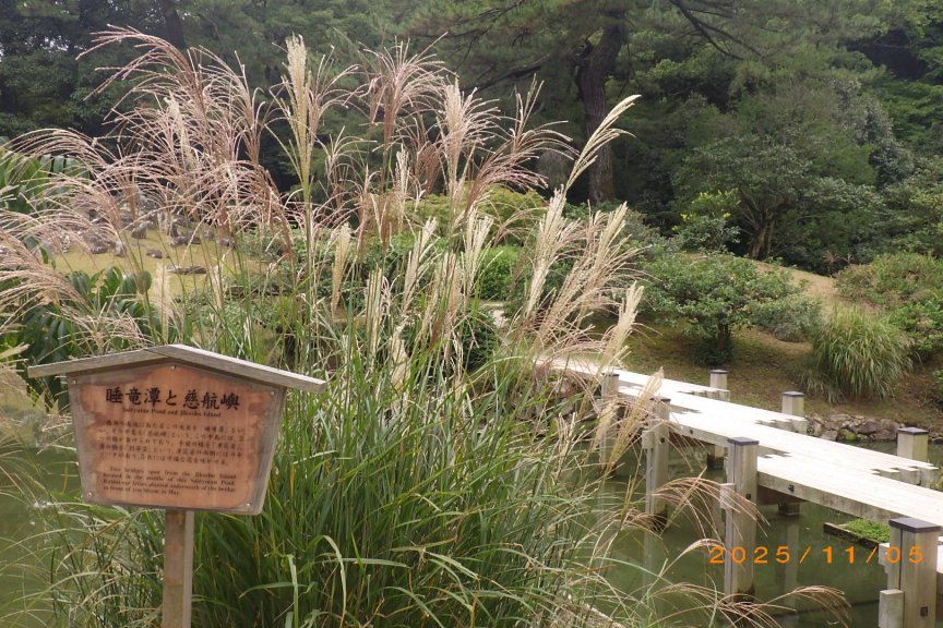 紅葉と見ごろの花々（2025.11.5）