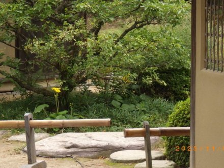 紅葉と見ごろの花々（2025.11.5）