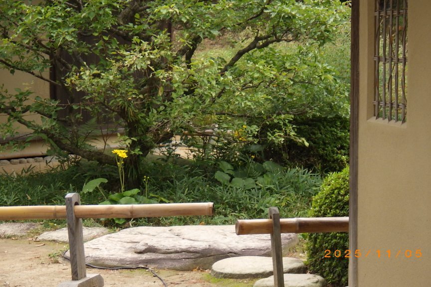 紅葉と見ごろの花々（2025.11.5）