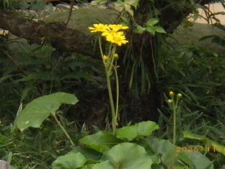 紅葉と見ごろの花々（2025.11.5）