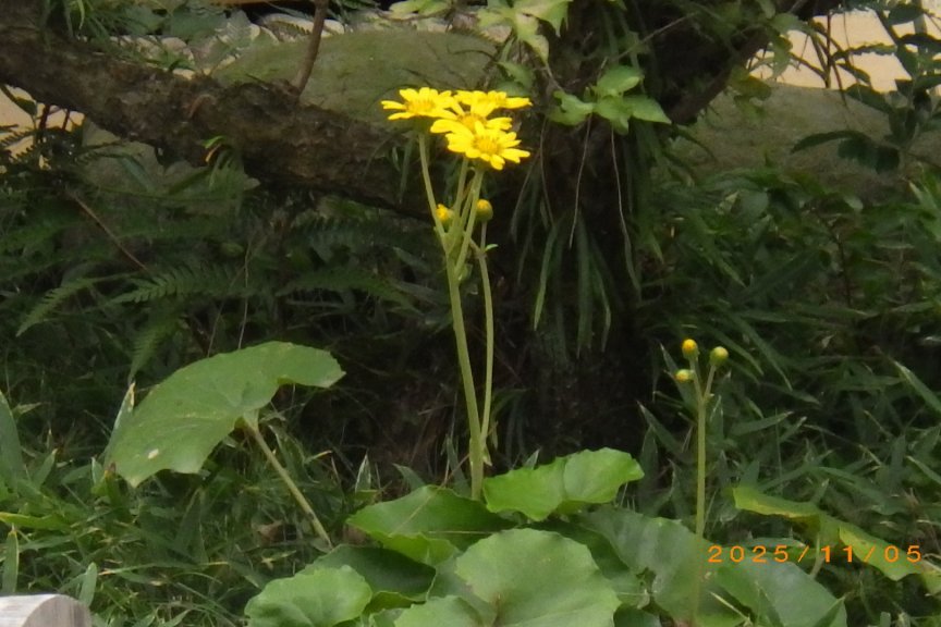 紅葉と見ごろの花々（2025.11.5）