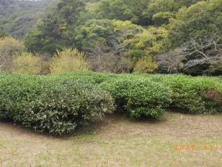 紅葉と見ごろの花々（2025.11.5）