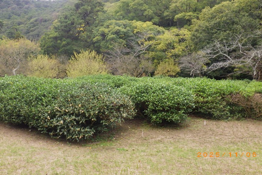 紅葉と見ごろの花々（2025.11.5）