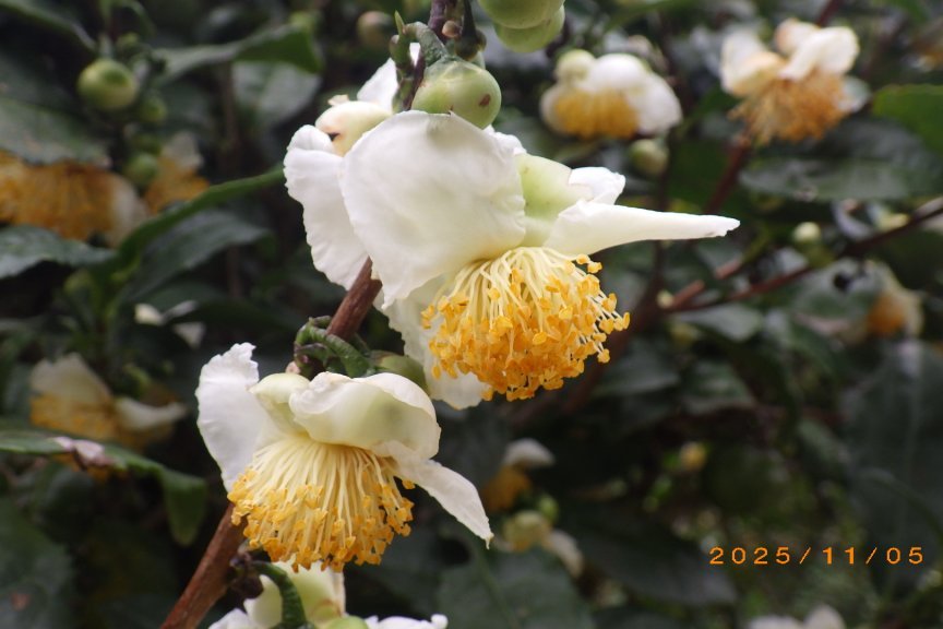 紅葉と見ごろの花々（2025.11.5）