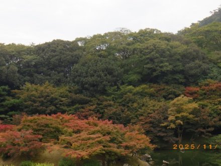 紅葉と見ごろの花々（2025.11.13）