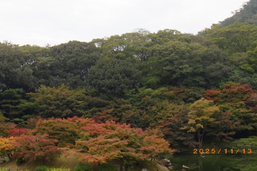 紅葉と見ごろの花々（2025.11.13）