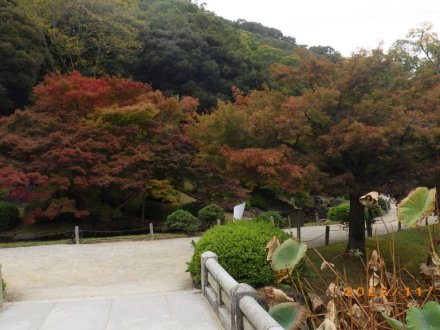 紅葉と見ごろの花々（2025.11.13）