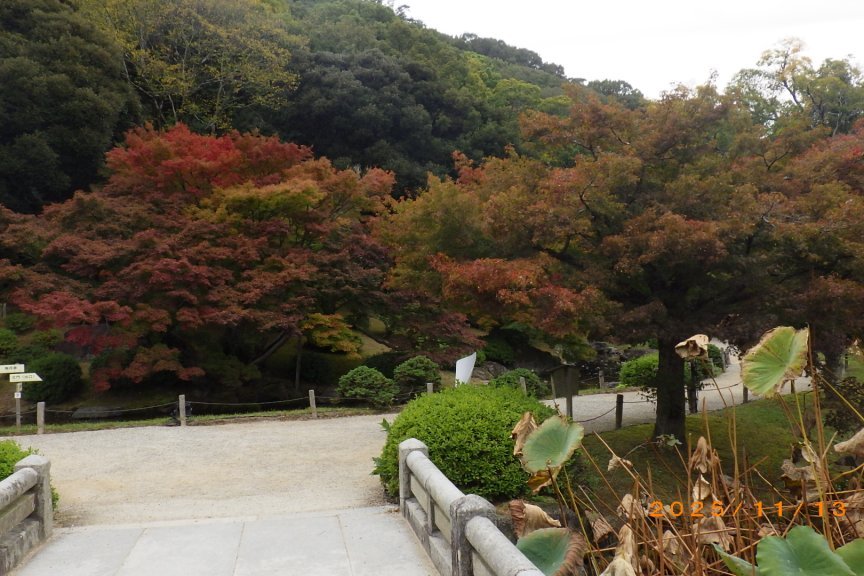 紅葉と見ごろの花々（2025.11.13）