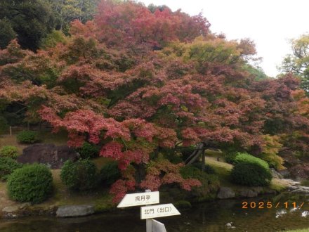 紅葉と見ごろの花々（2025.11.13）