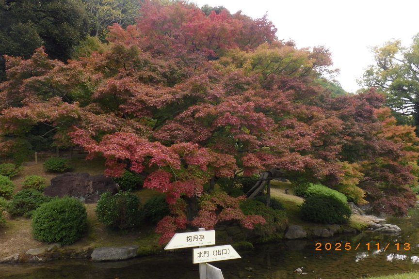 紅葉と見ごろの花々（2025.11.13）