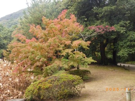 紅葉と見ごろの花々（2025.11.13）