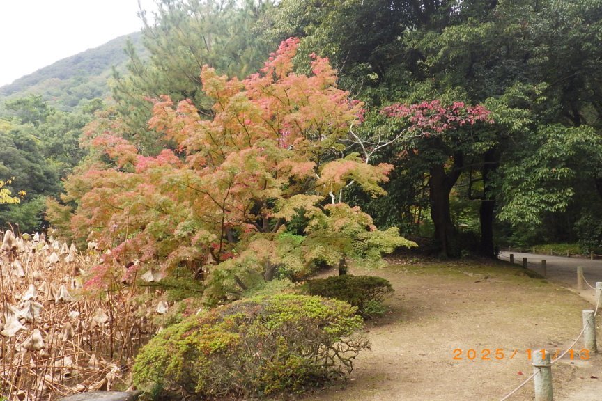 紅葉と見ごろの花々（2025.11.13）