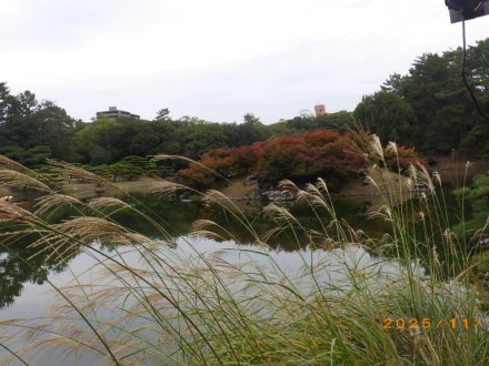 紅葉と見ごろの花々（2025.11.13）