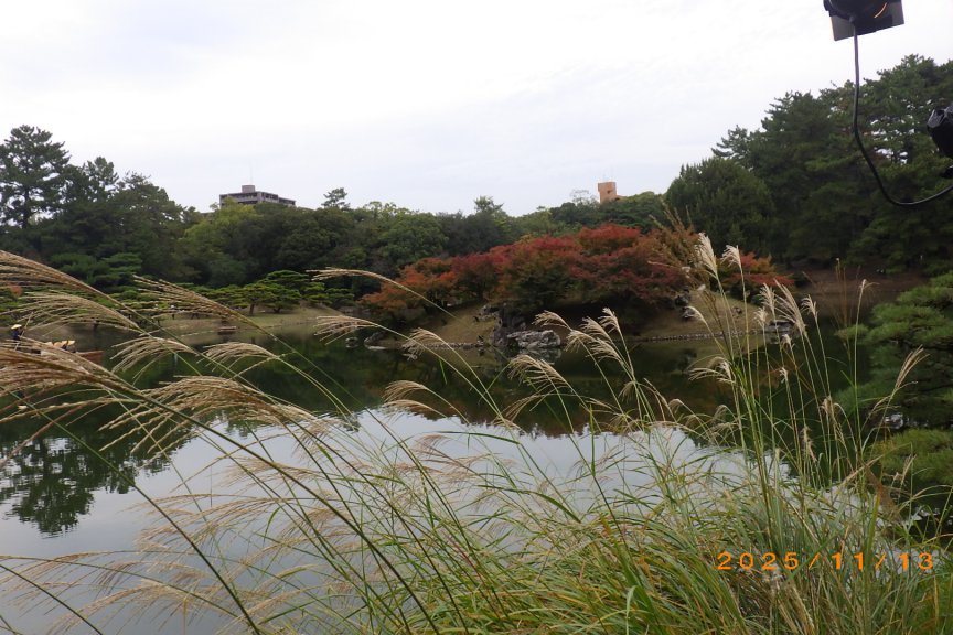 紅葉と見ごろの花々（2025.11.13）