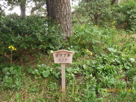 紅葉と見ごろの花々（2025.11.13）