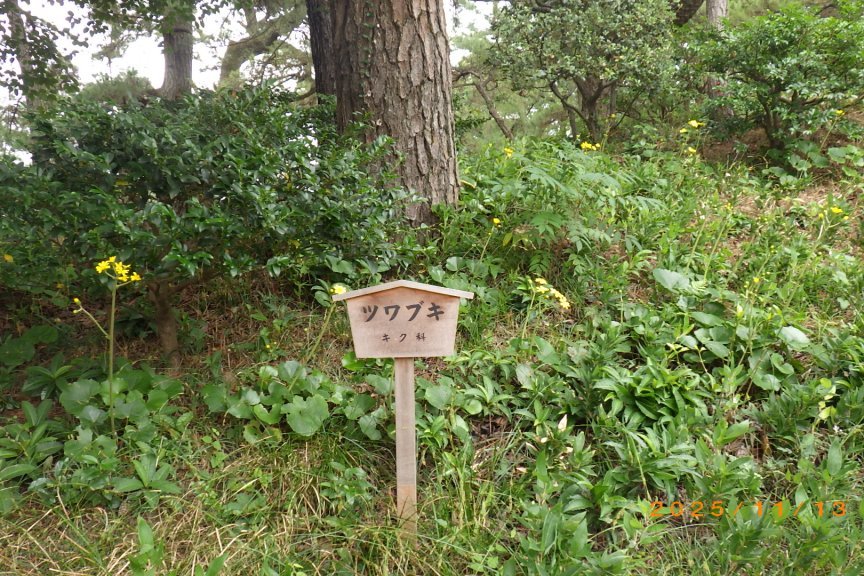 紅葉と見ごろの花々（2025.11.13）